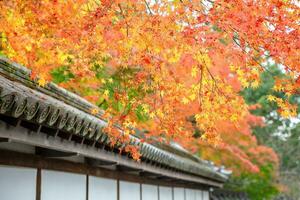 Red Maple Tree Leaves in Autumn photo