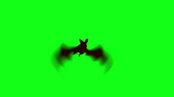 Bat flying isolated on green screen background - Free video