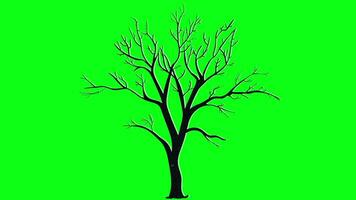 Tree isolated on green screen background - Free video