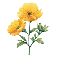 Buttercup Flowers Bouquet Beautiful  AI Gererative png