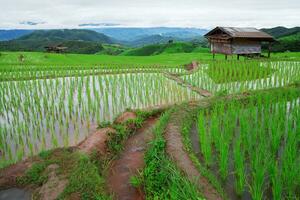 Green Terraced Rice Field in Pa Pong Pieng photo