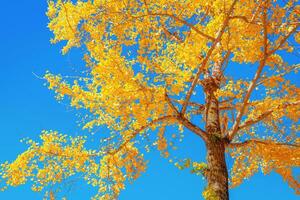 Ginkgo trees in autumn colors photo