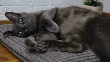 ruso azul gato acostado relajante en un almohada. adorable linda Doméstico gato adentro. video