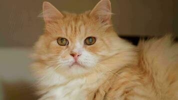 vermelho grandes cabelos doméstico siberian gato tem catarata. gatos olho doença conceito. video