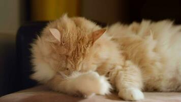 chats hygiène. rouge sibérien chat lécher lui-même mensonge sur canapé à maison. video