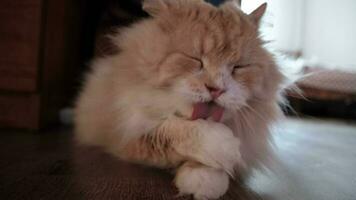 Fluffy Siberian cat lying on the floor licking his paw. video