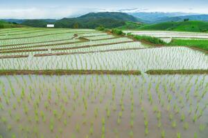 Green Terraced Rice Field photo