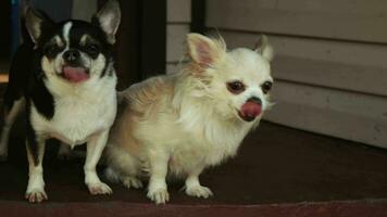 vänskap av två sällskapsdjur. söt chihuahua hundar. video