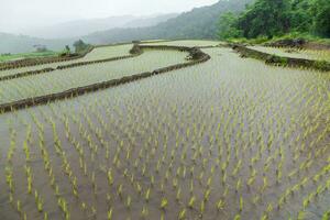 Green Terraced Rice Field in Pa Pong Pieng photo