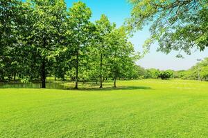 beautiful morning light in public park with green grass field photo