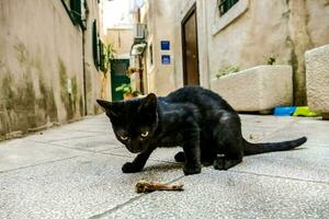 un negro gato jugando con un hueso en un callejón foto