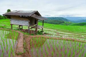 Green Terraced Rice Field in Pa Pong Pieng photo