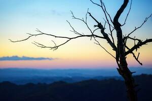 Trees on the horizon cold light photo