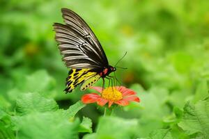 mariposa en flor de naranja foto