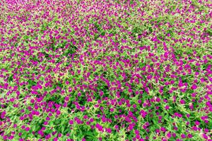 Amaranth flowers ,purple red flower photo