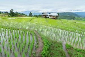 verde aterrazado arroz campo en Pensilvania apestar pieng foto