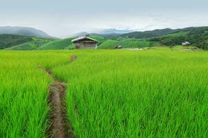 Green Terraced Rice Field in Pa Pong Pieng photo