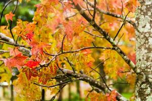 rojo y naranja hojas de el liquidámbar debajo el otoño lluvia foto