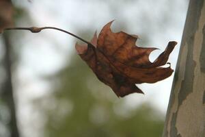 autumn leaves in rain water photo