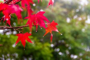 rojo y naranja hojas de el liquidámbar debajo el otoño lluvia foto