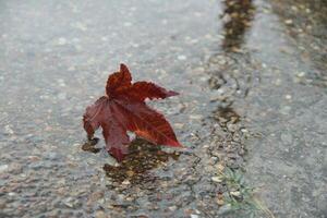 autumn leaves in rain water photo