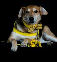 dog dressed in bow and yellow breastplate and sunflowers photo