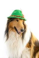 portrait of a rough collie with bavarian hat photo