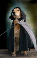 Dog dressed in black cape with hood and scythe photo