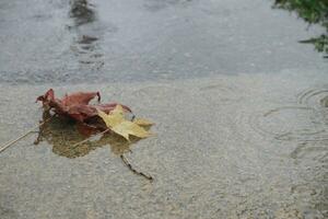 autumn leaves in rain water photo