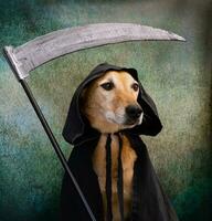 Dog dressed in black cape with hood and scythe photo