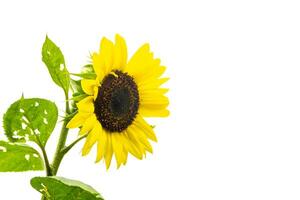 an isolated yellow sunflower photo