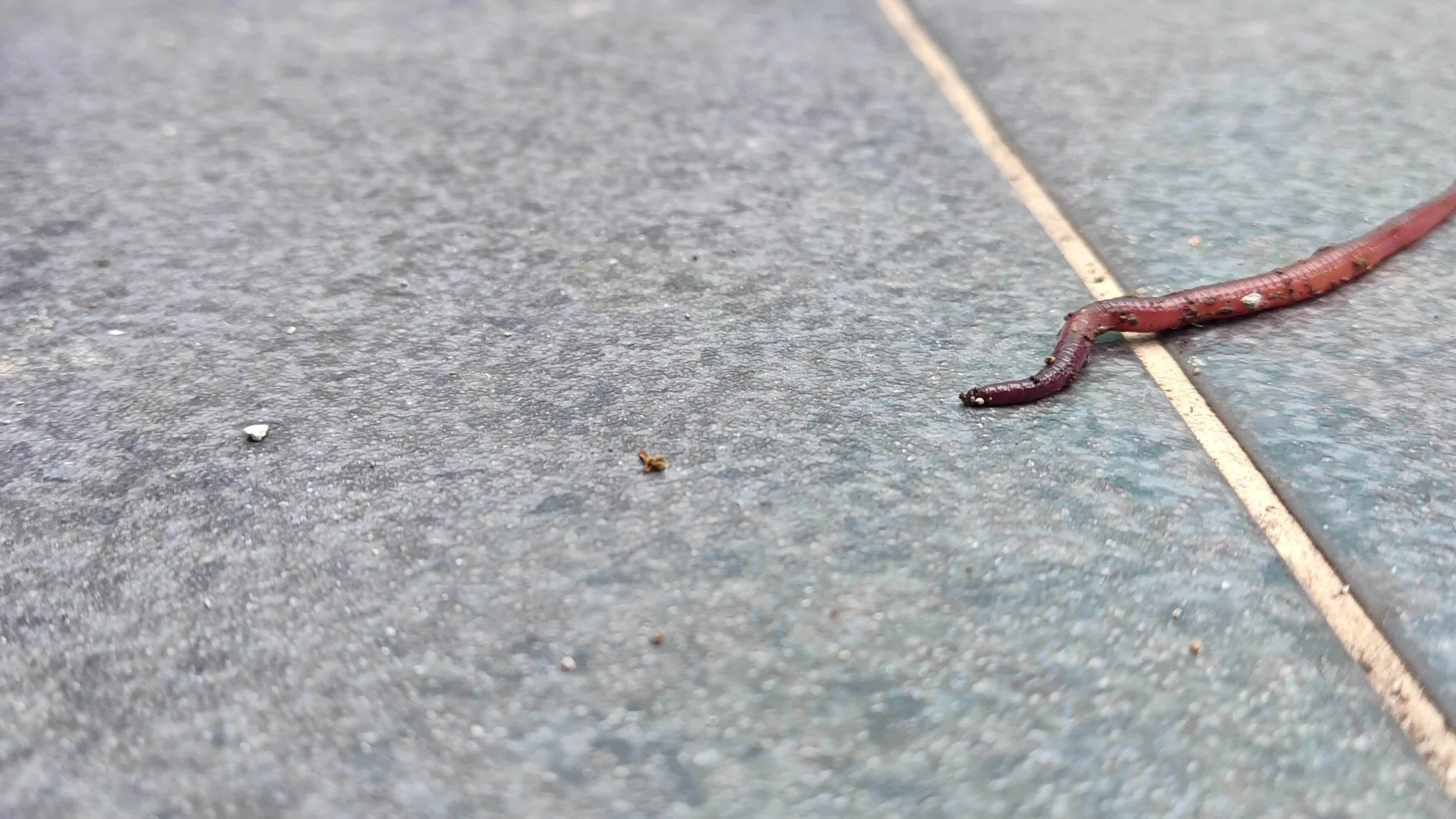 There are worms passing by the front porch of the house 33001298 Stock