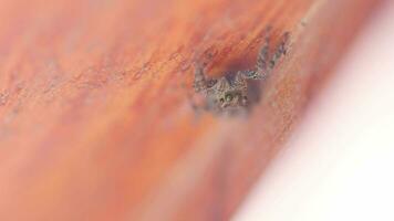een video van een spin poseren in extreem macro detailopname. macro beeld van een spinnen oog focus