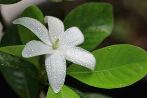 Small white flowers on the tree photo