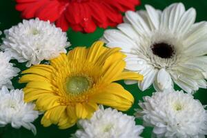 Gerbera flowers floating on the water with green background photo