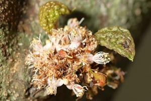 manojo de flores crecimiento desde el árbol tronco.cynometra cauliflora es un pequeño, coliflor árbol con un grueso, fuertemente ramificado provenir, y bastante pequeño flores foto