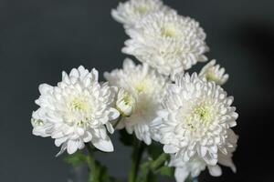 White chrysanthemum flowers closeup macro photo