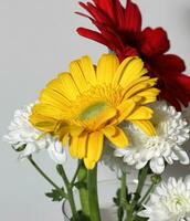 multicolor gerbera en blanco antecedentes foto