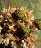 manojo de flores crecimiento desde el árbol tronco.cynometra cauliflora es un pequeño, coliflor árbol con un grueso, fuertemente ramificado provenir, y bastante pequeño flores foto