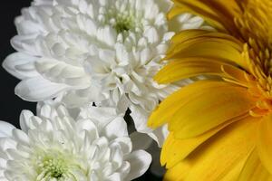 Bouquet of gerbera flowers on dark background photo