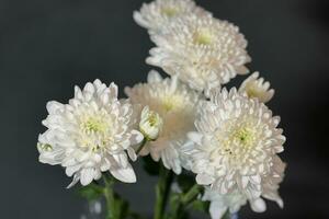 White chrysanthemum flowers closeup macro photo