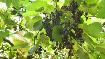 faible angle vue de rouge grain de raisin croissance dans vignoble. video