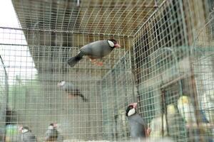 asiático pinzones, javanés gorriones en grupos en un jaula siendo seco en el Dom foto