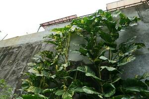 Fresh ivory betel leaf outside the garden sticks to the wall in the sun photo