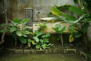 Natural Home with calatea and rustic decoration photo