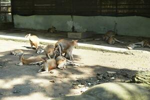 a herd of kangaroos sunbathing in the morning while waiting to eat at the zoo photo