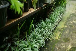 clorofito comosum araña plantas en el hogar jardín en ollas foto