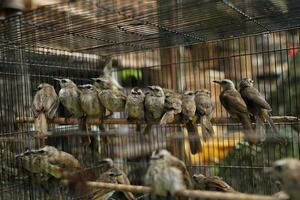 pájaros asiáticos, pájaros trucuk en grupos en una jaula que se seca al sol foto