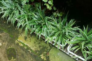 Chlorophytum comosum spider plants in the home garden in pots photo