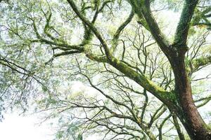 tree branches spread out under the beautiful morning light photo